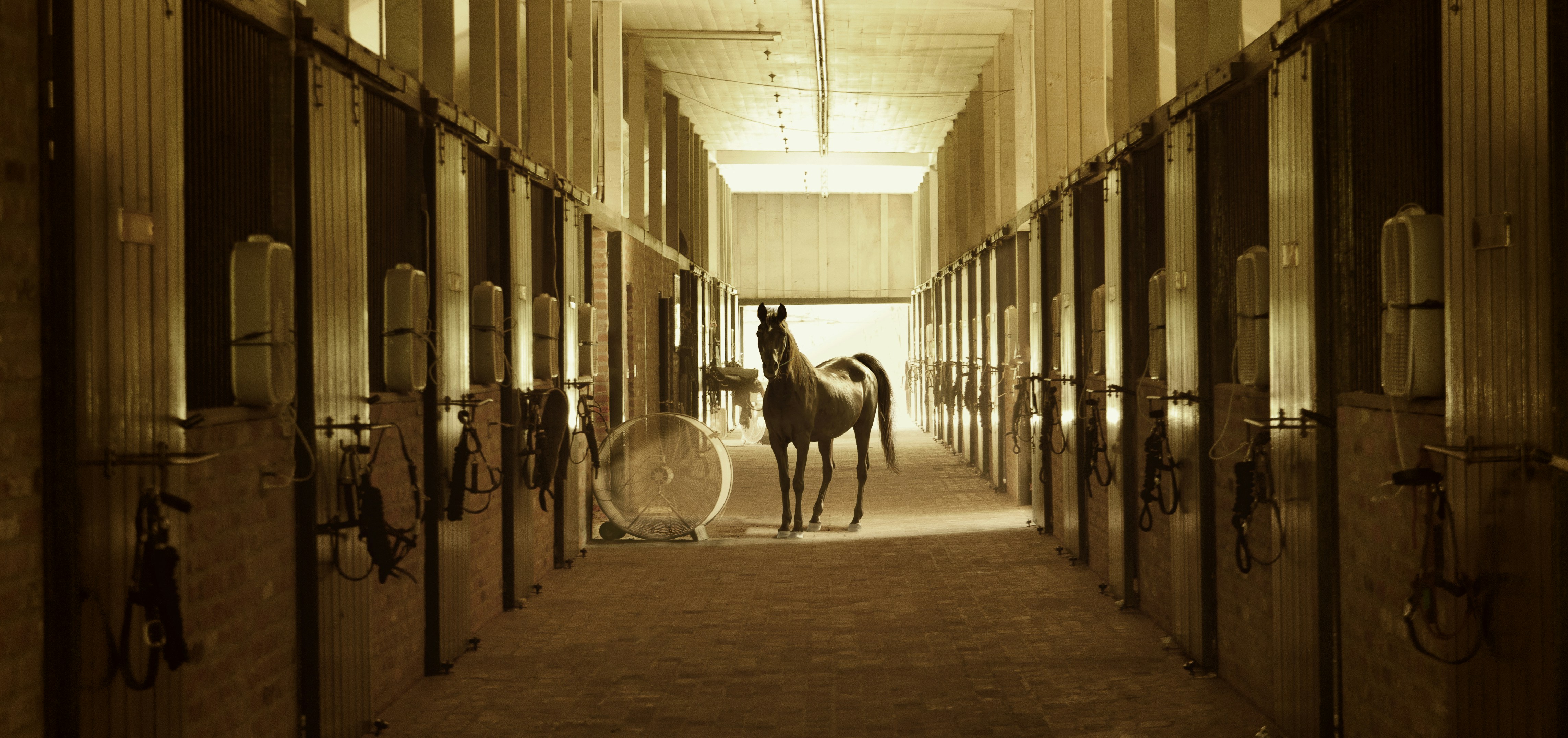 Horse stable camera for checking a horse remotely